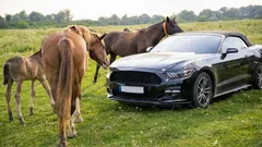 Dato curioso sobre por qué la potencia del motor se mide en caballos de fuerza