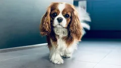 Seis razas de perros perezosos para quienes aman la tranquilidad y el silencio