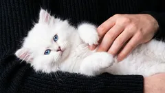 10 razones por las que deberías tener un gato