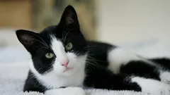 Un gato perdido volvió a casa cinco meses después tras recorrer 250 kilómetros