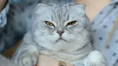 6 cosas inesperadas que pueden molestar mucho a tu gato