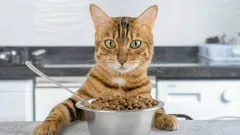 Por qué tu gato pide comida todo el tiempo y cuándo preocuparte