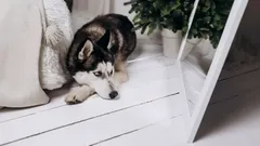 Por qué los perros no se reconocen en el espejo y qué dice esto sobre su inteligencia